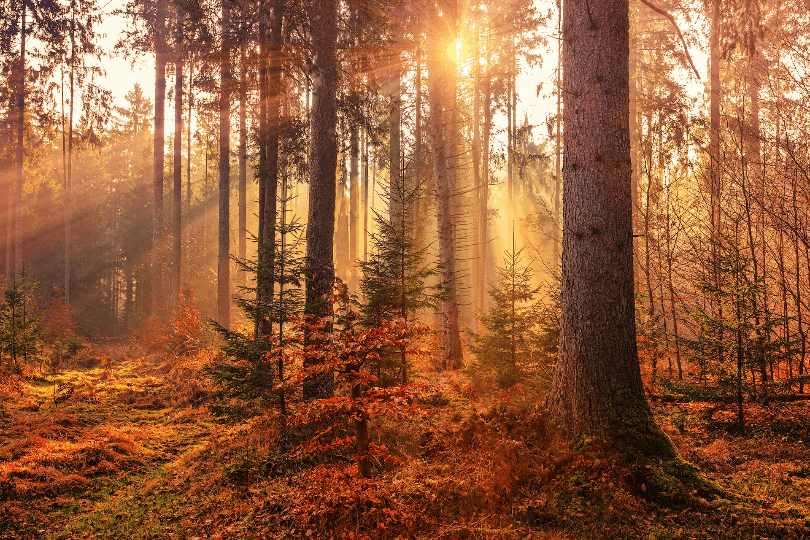 Budget-Friendly Fall Activities in Big Bear