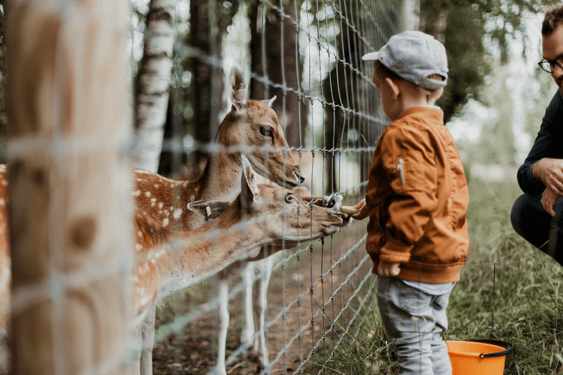 Come Experience the Big Bear Alpine Zoo During Your Trip to Big Bear