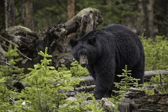 Big Bear Wildlife Watching