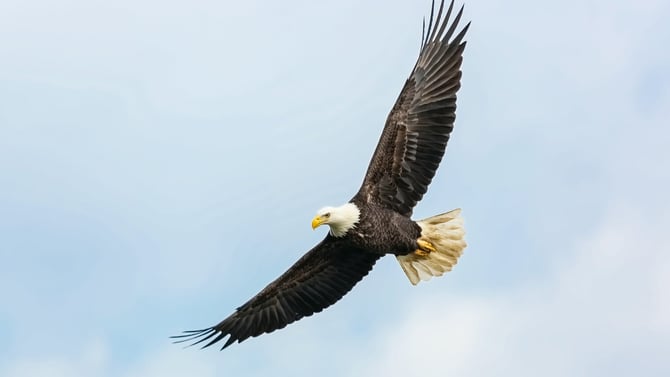 Best Places to View the Eagles of Big Bear