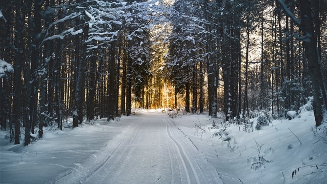 Snowshoe Tours in Big Bear