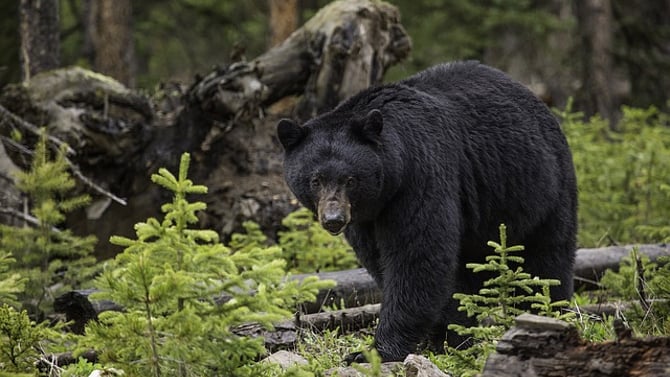 Big Bear Wildlife Watching