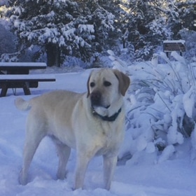 dog in snow of Big Bear, CA