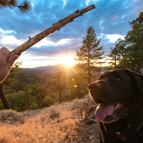 dog ahead of Big Bear sunset