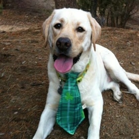 dog with green tie
