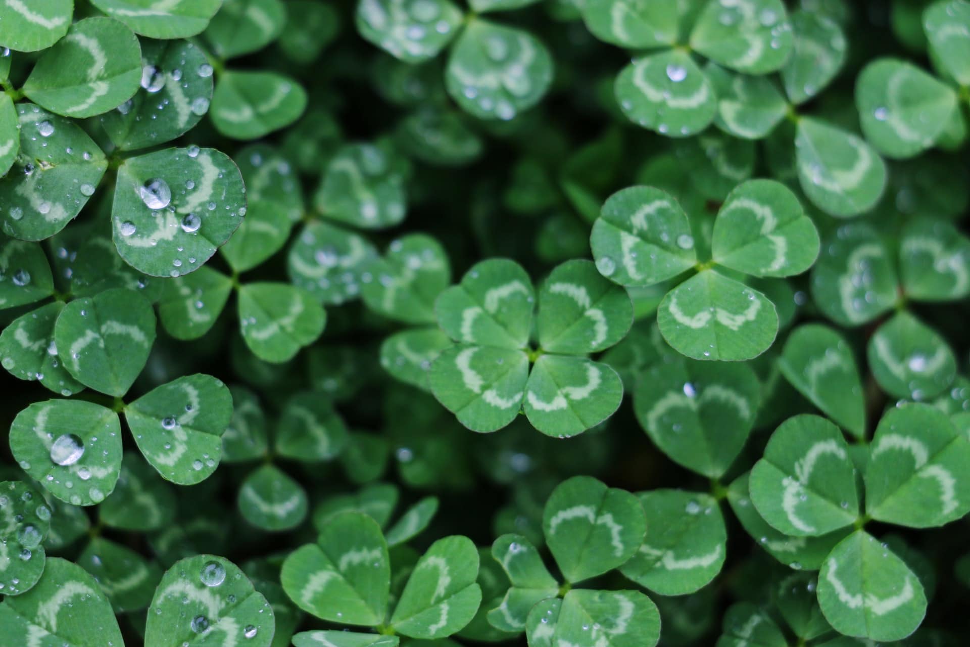Places to Stay in California for St. Patrick’s Day
