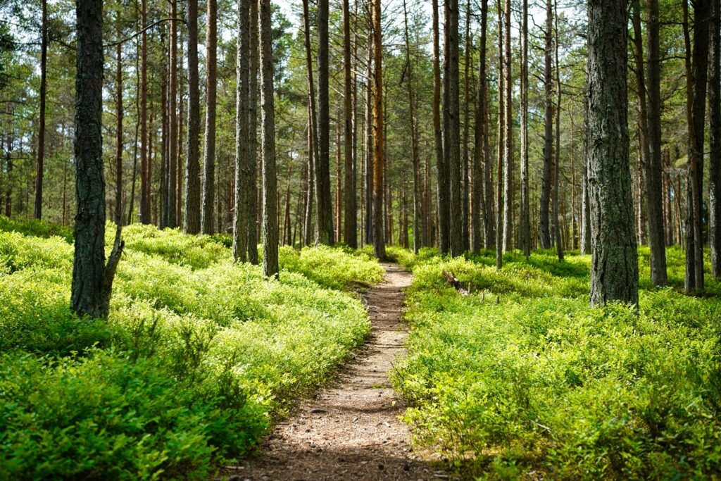 Discover hiking trails in Big Bear, CA