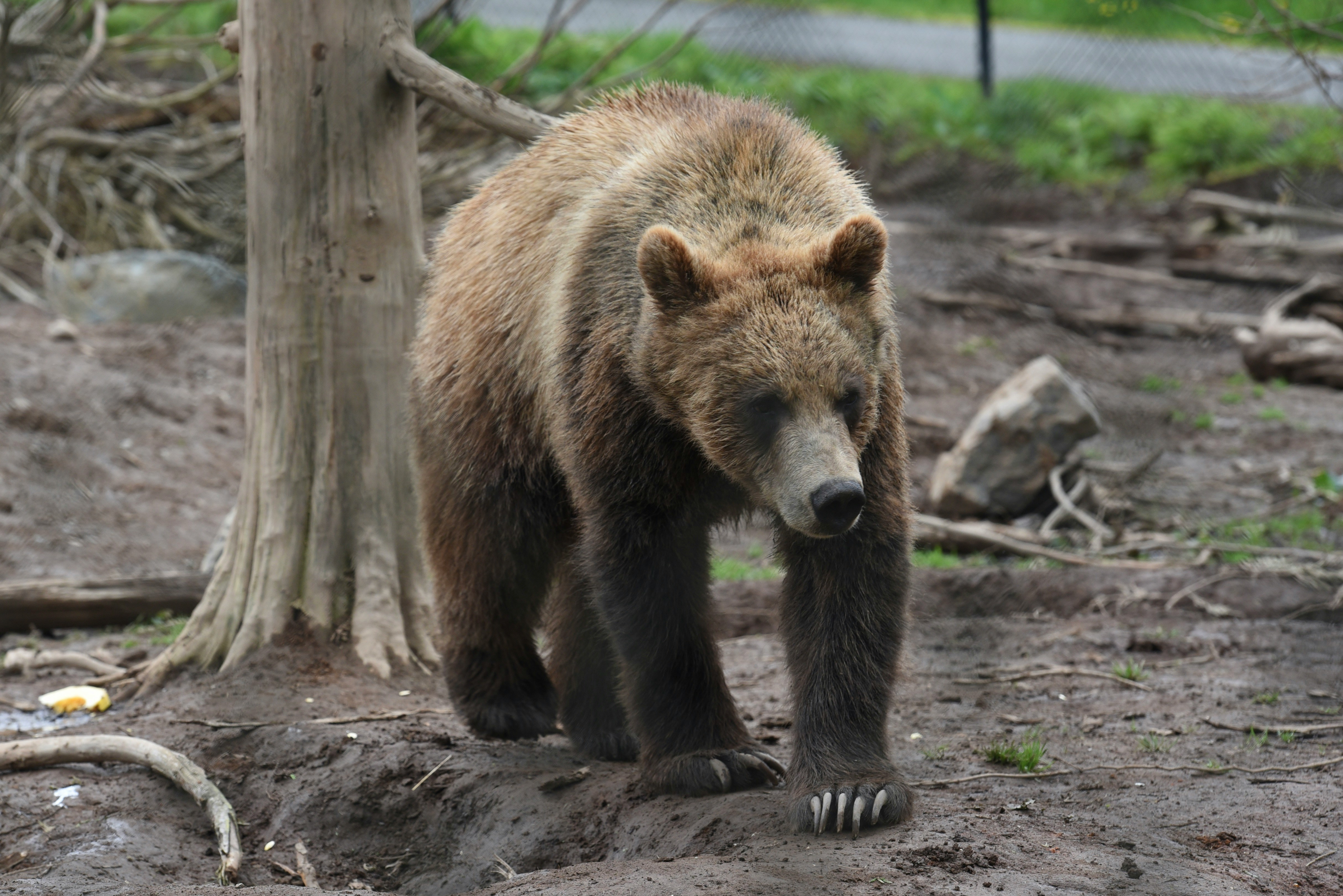 grizzly
