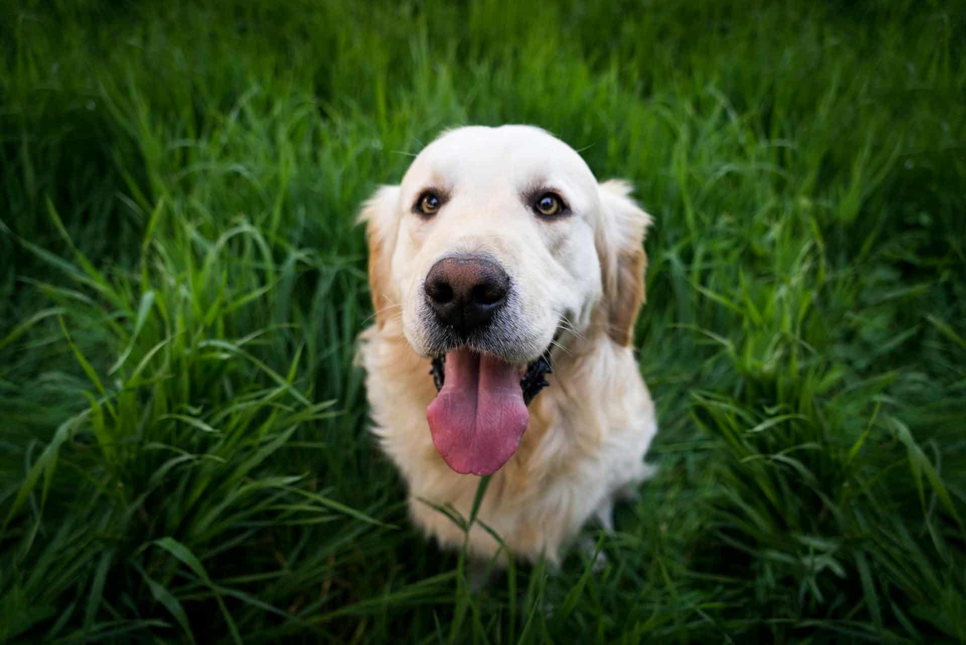 Book your Big Bear pet-friendly getaway.