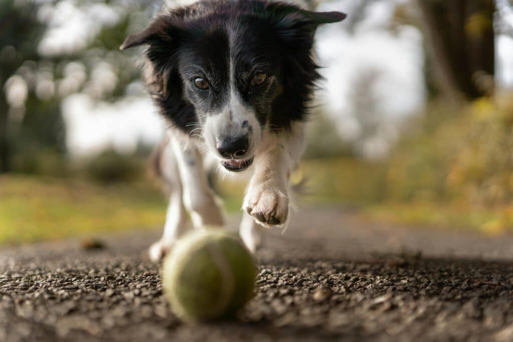 A dog in the park chasing a ball